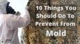 10 Things You Should Do To Prevent From Mold PowerPoint PPT Presentation