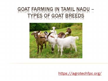 Tips for Investment in goat farming