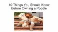 10 Things You Should Know Before Owning Poodle Puppies PowerPoint PPT Presentation