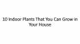 10 Indoor Plants That You Can Grow in Your House (1)