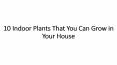 10 Indoor Plants That You Can Grow in Your House