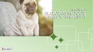Signs of Bloating in Dogs & Ways to Prevent it