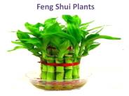 Feng Shui Plants