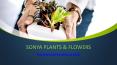 sonya Plants& Flowers - Indoor Plant Suppliers in UAE PowerPoint PPT Presentation