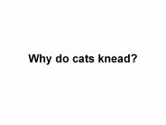 Why Do Cats Knead?