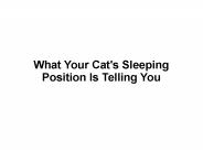 Facts About Cat's Sleeping Position