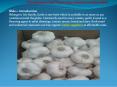 Garlic Suppliers Deal with Premium Quality of Hardneck and Softneck Garlic PowerPoint PPT Presentation