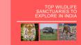 Top Wildlife Sanctuaries To Explore In India PowerPoint PPT Presentation