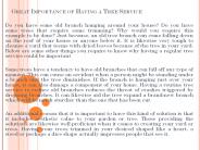Great Importance of Having a Tree Service
