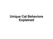 4 Unique Cat Behaviors Explained