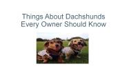 Things About Dachshunds Every Owner Should Know