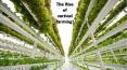 The Rise of vertical farming! PowerPoint PPT Presentation
