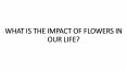 WHAT IS THE IMPACT OF FLOWERS IN OUR LIFE?