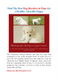 Find The Best Dog Breeders in Pune for a Healthy Adorable Puppy PowerPoint PPT Presentation