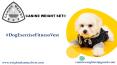 Dog Exercise Fitness Vest PowerPoint PPT Presentation