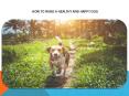 HOW TO RAISE A HEALTHY AND HAPPY DOG PowerPoint PPT Presentation