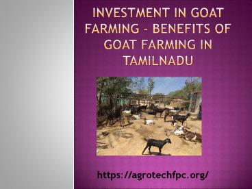 Get to know investment in goat farming