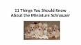 11 Things You Should Know About The Miniature Schnauzer PowerPoint PPT Presentation