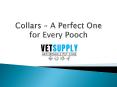 Collars – A Perfect One for Every Pooch PowerPoint PPT Presentation