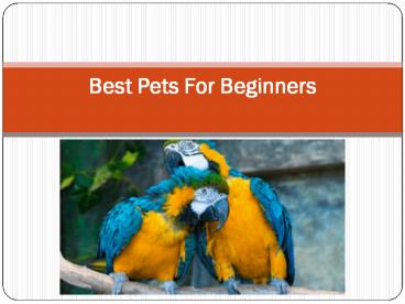 Best Pets  birds For Beginners