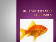 Food For Fish