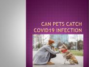 Can Pets Catch Covid19 Infection