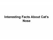 Interesting Facts About Cat's Nose