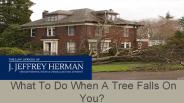 What To Do When A Tree Falls On You?