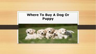 Where To Buy A Dog Or Puppy