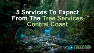 5 Services To Expect From The Tree Services Central Coast