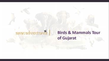 Wildlife Safari In Gujarat