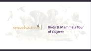 Wildlife Safari In Gujarat