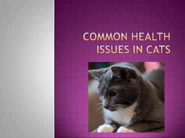 health Issues in Cats
