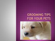 Grooming Tips For your Pets