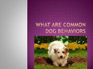 what are common Dog Behaviors?