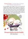 Premium Pet House: A Labrador Puppy Can Become Your Friend and Companion for Life PowerPoint PPT Presentation