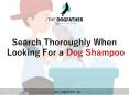 Search Thoroughly When Looking For a Dog Shampoo PowerPoint PPT Presentation