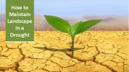 5 Tips to Maintain Landscape in Drought