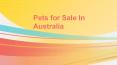 Pets For Sale online in Sydney | Australia
