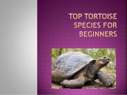 Top Tortoise breeds for  beginners