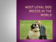 Most Loyal Dogs Breeds PowerPoint PPT Presentation