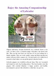 Enjoy the Amazing Companionship of Labrador