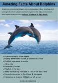 Amazing Facts About Dolphins PowerPoint PPT Presentation