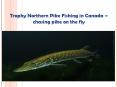 Trophy Northern Pike Fishing in Canada chasing pike on the fly PowerPoint PPT Presentation