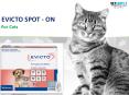 EVICTO FOR CATS PowerPoint PPT Presentation