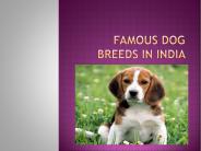 petsDevotee (6)