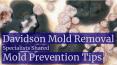 Davidson Mold Removal Specialists Shared Mold Prevention Tips for You PowerPoint PPT Presentation