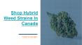 Shop Hybrid Weed Strains In Canada - Carly's Garden