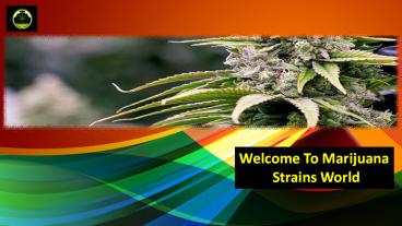 Welcome To Marijuana StrainsWorld