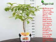 Fruitbomen planten